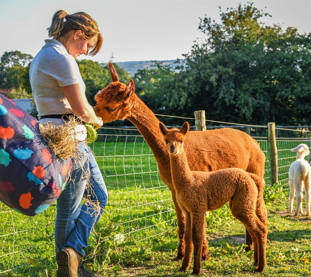 Alpaca Interaction  and Wine Tasting