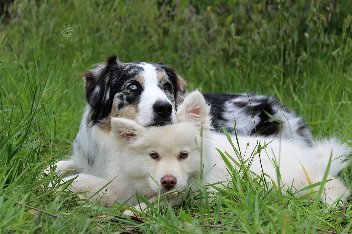 Dog Obedience - Level 1 - Fall Session 2