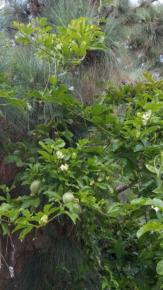 July IN-PERSON Meeting - Herbal Teas from Fruit Trees