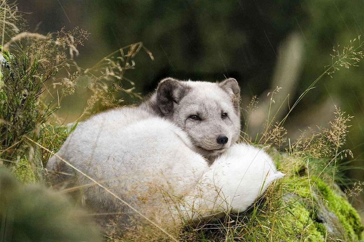 RZSS Autumn Explorers Highland Wildlife Park