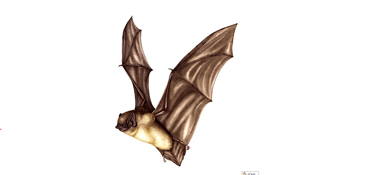 Bat Survey 1