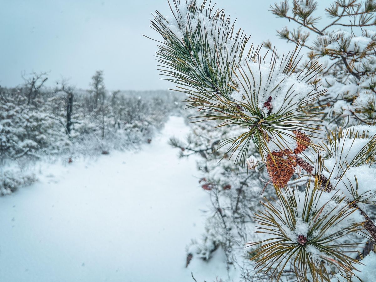 Winter Ecology in the Pines