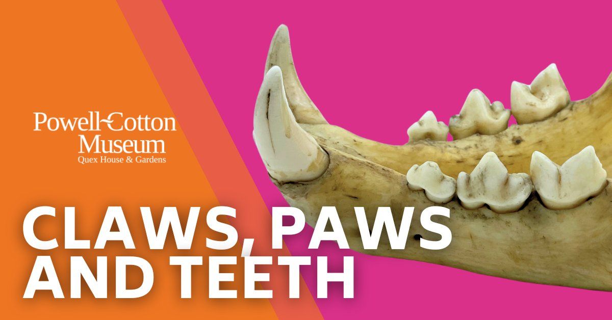 Home Education Day: Paws teeth and Claws