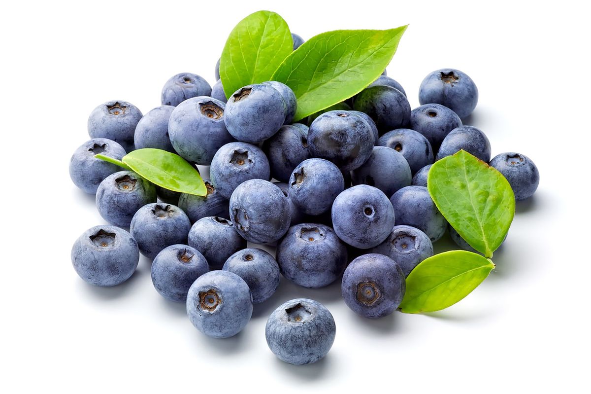 Blueberry Varieties, Find the Right Fit For Your Garden Class