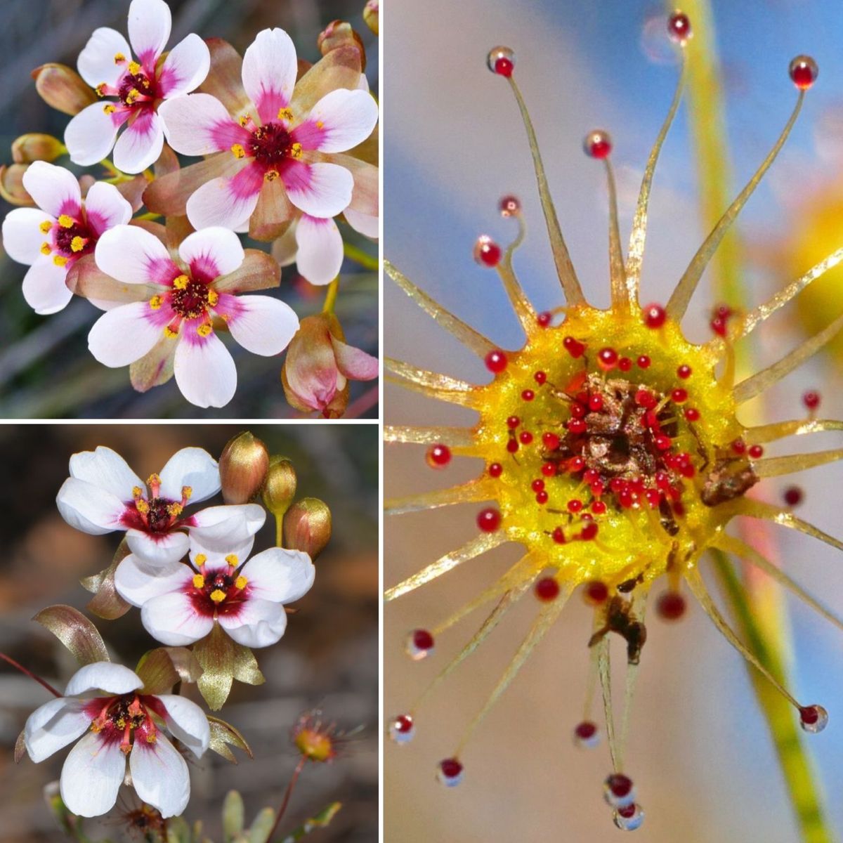 Citizen scientists, social media & the Drosera microphylla complex - Thilo Kruger