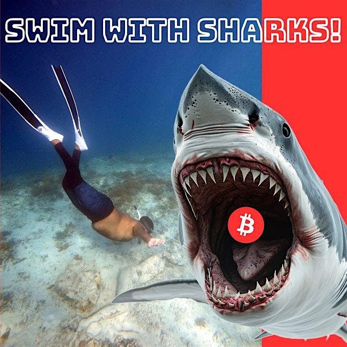 Web3 Swim with sharks