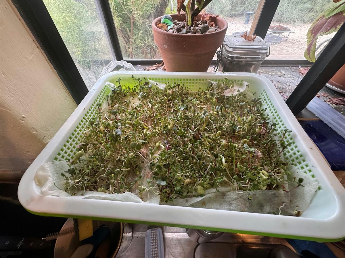 Growing Sprouts & Microgreens