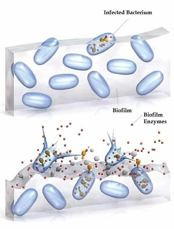 Busting Biofilm: Classic to New Age Solutions