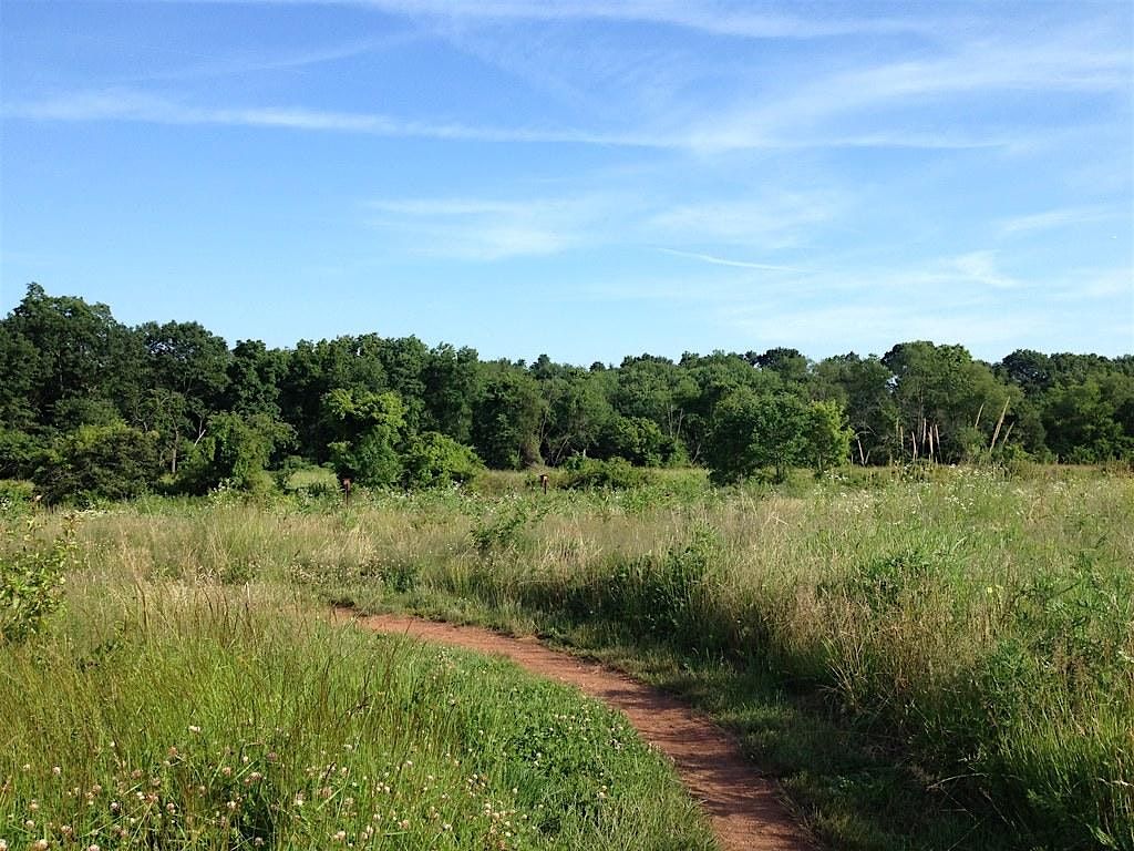 Autumn Ecology Walk: Field to Forest Succession