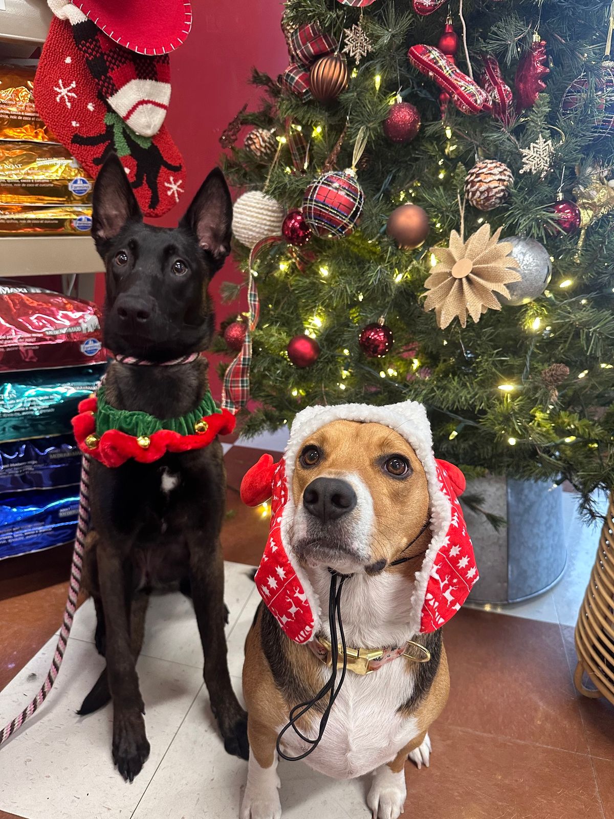 Christmas Yappy Hour 