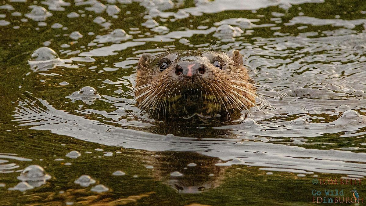 Spotting Urban Wildlife on the Water of Leith