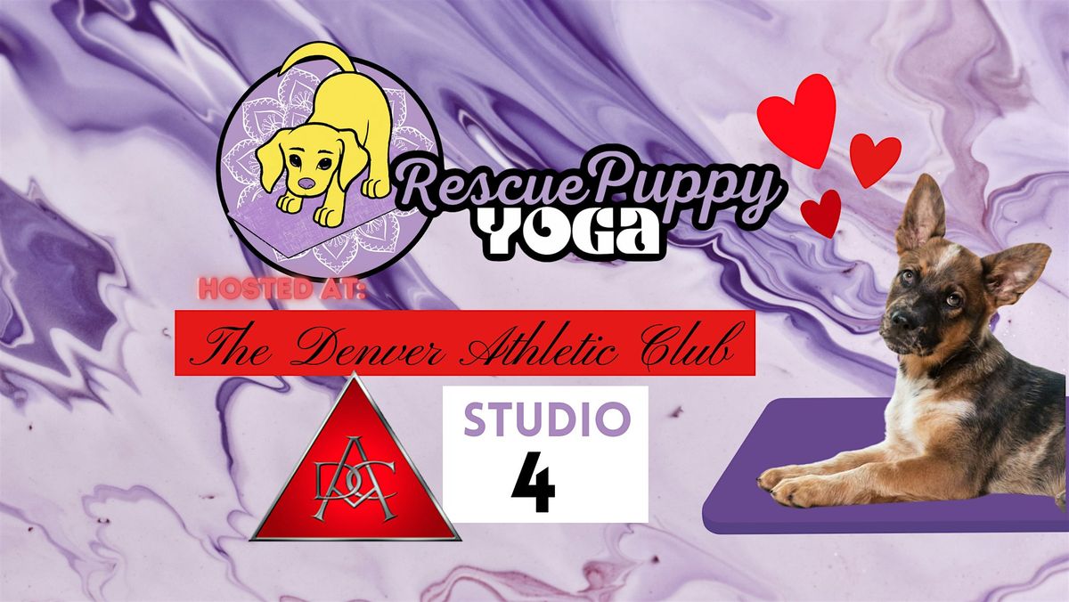 Rescue Puppy Yoga The Denver Athletic Club, The Denver Athletic Club