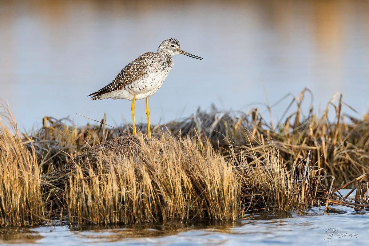 Swan Harbor Bird Walk (New HBC Feature\u2026 Tag-Along-Trip)