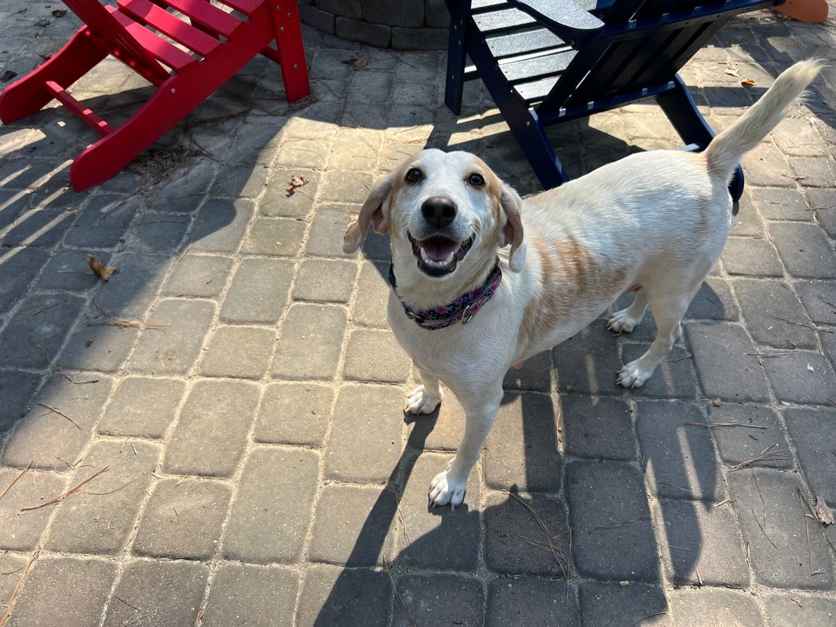 Triangle Beagle Rescue Adopt a Thon at Rosecomb in Cary