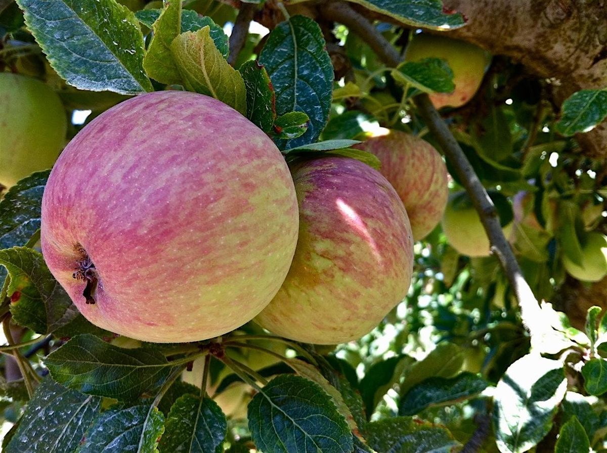 FAMILY APPLE PICKING DAY