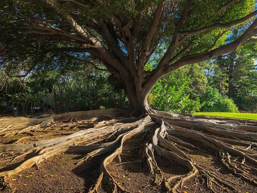 Countryside Retreat: A Good tree produces good fruit