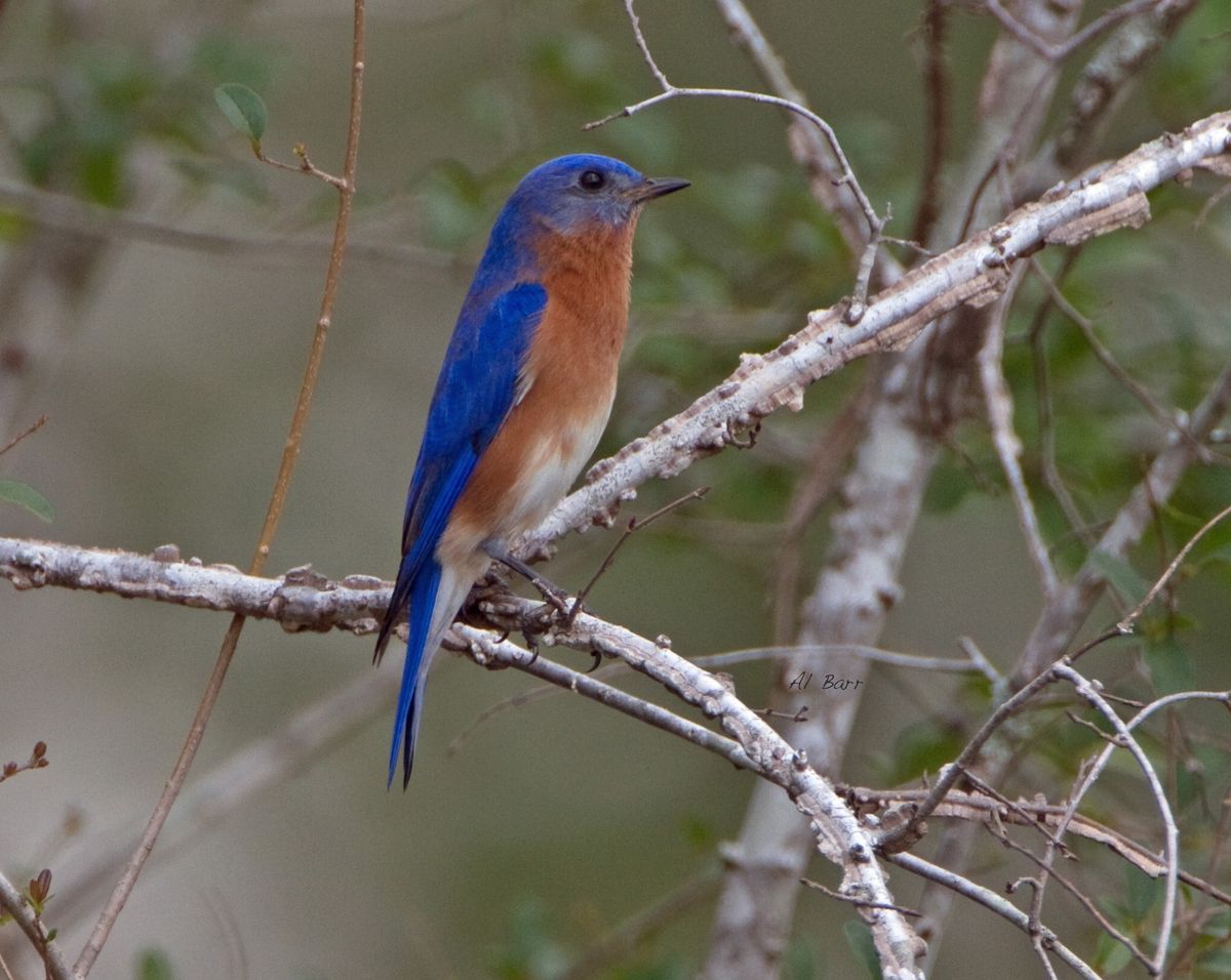 Birding Hike