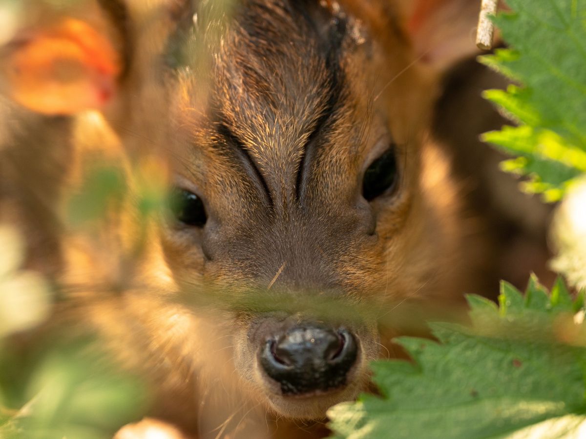 Deer Ramble: Red, Muntjac or Chinese Water deer?