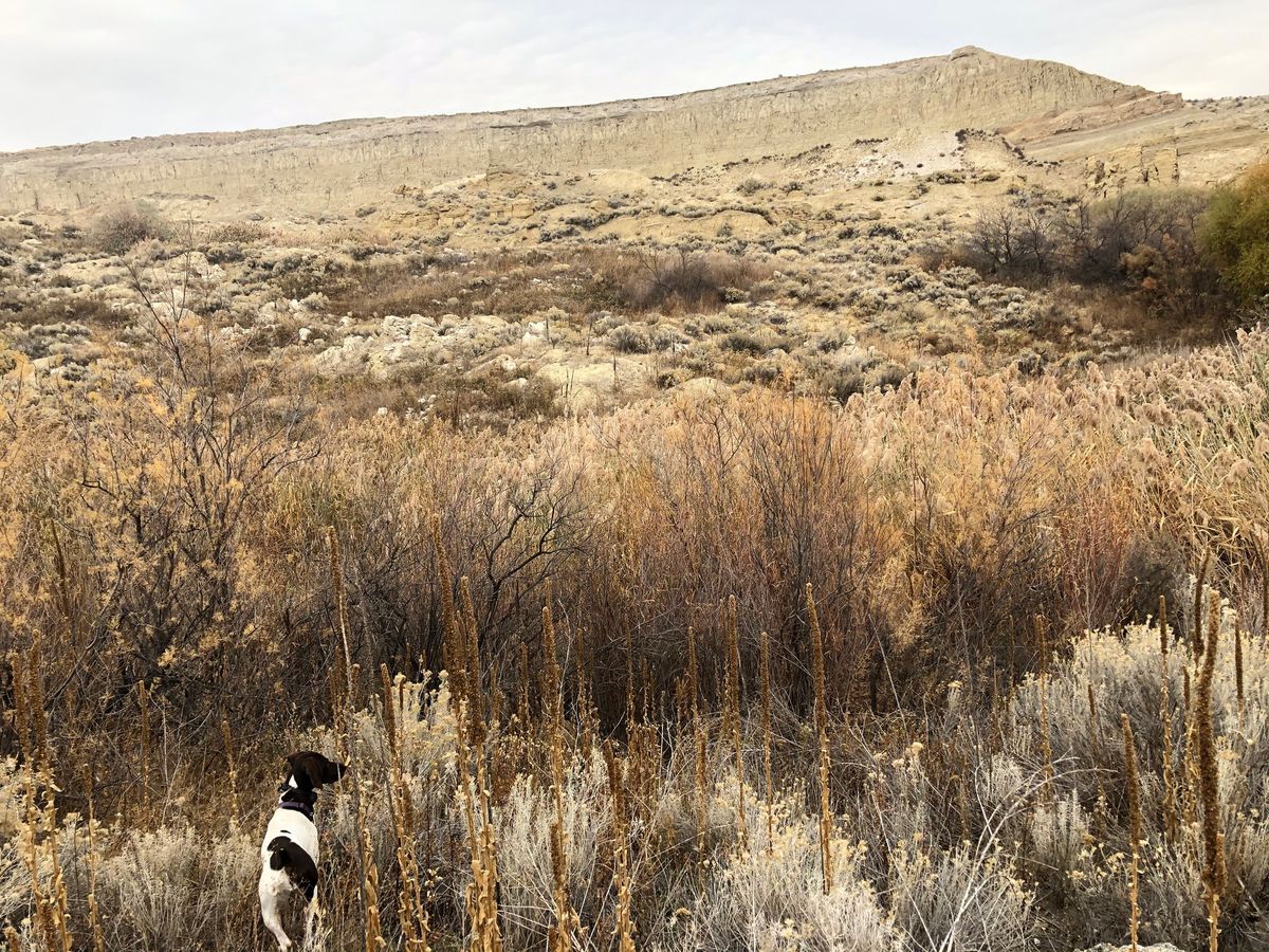 Benton Franklin Pheasants Forever Chapter Meeting