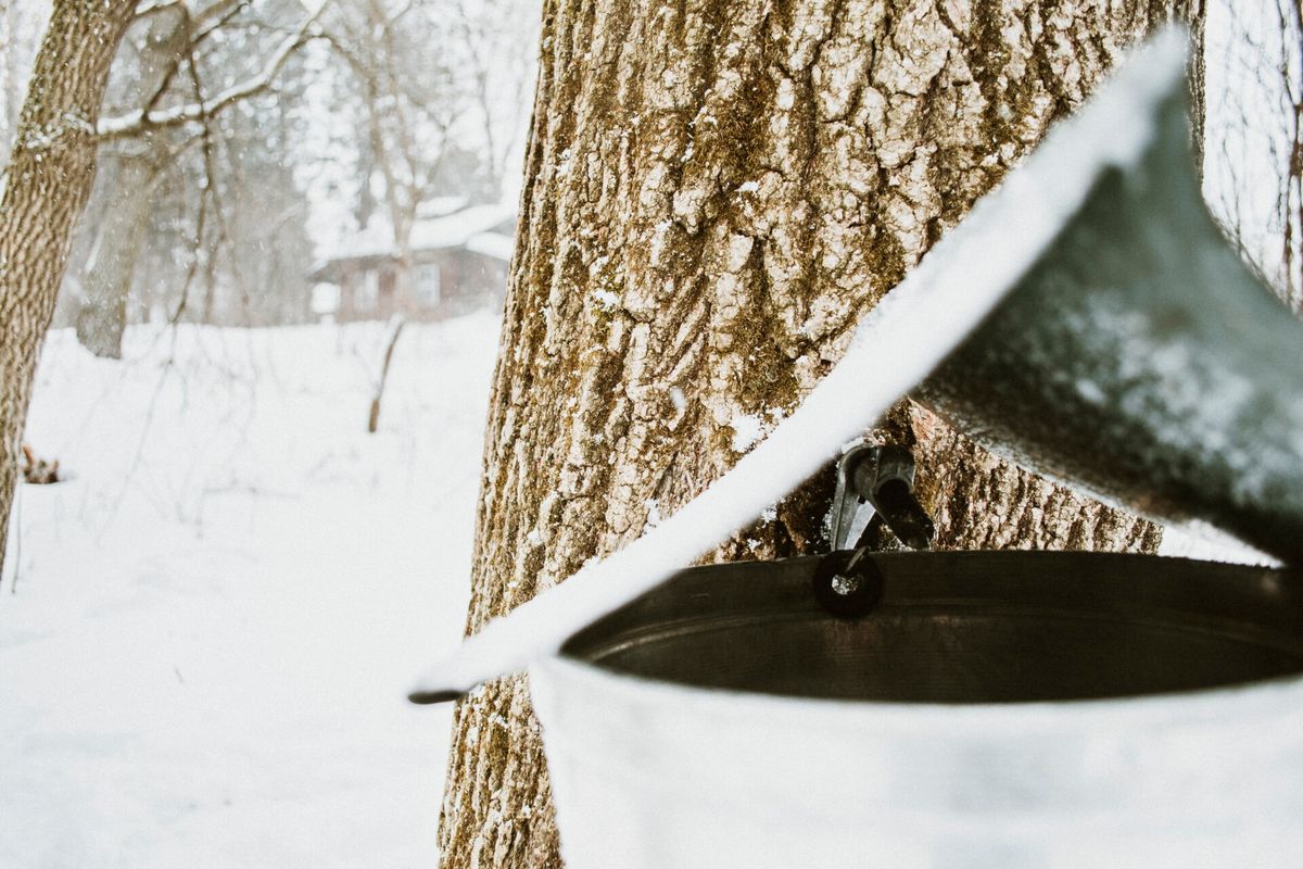 Maple Syruping