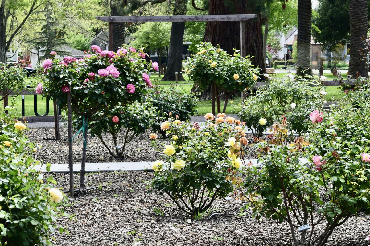 Winter Rose Care Hands-on Practice