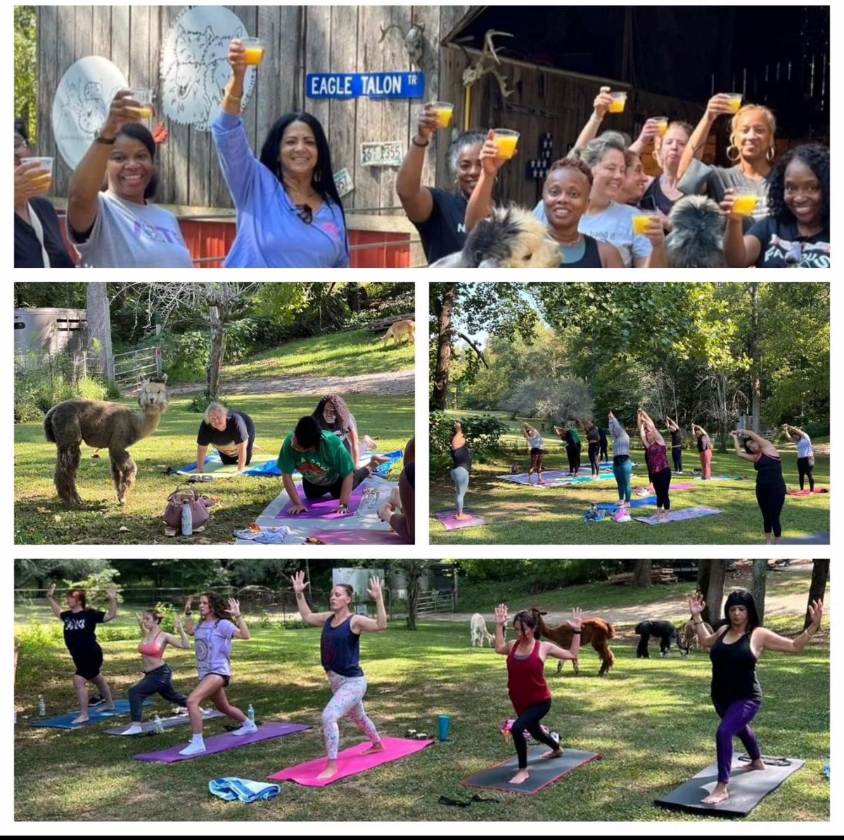 Yoga, Mimosas & Alpacas with Lisa at Alpaca Haven 7\/13\/24