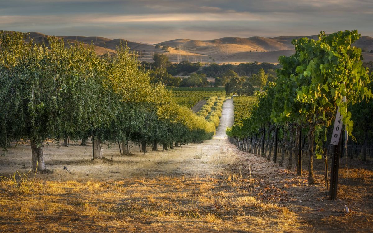 Social ride: Livermore valley vineyards (24 miles)