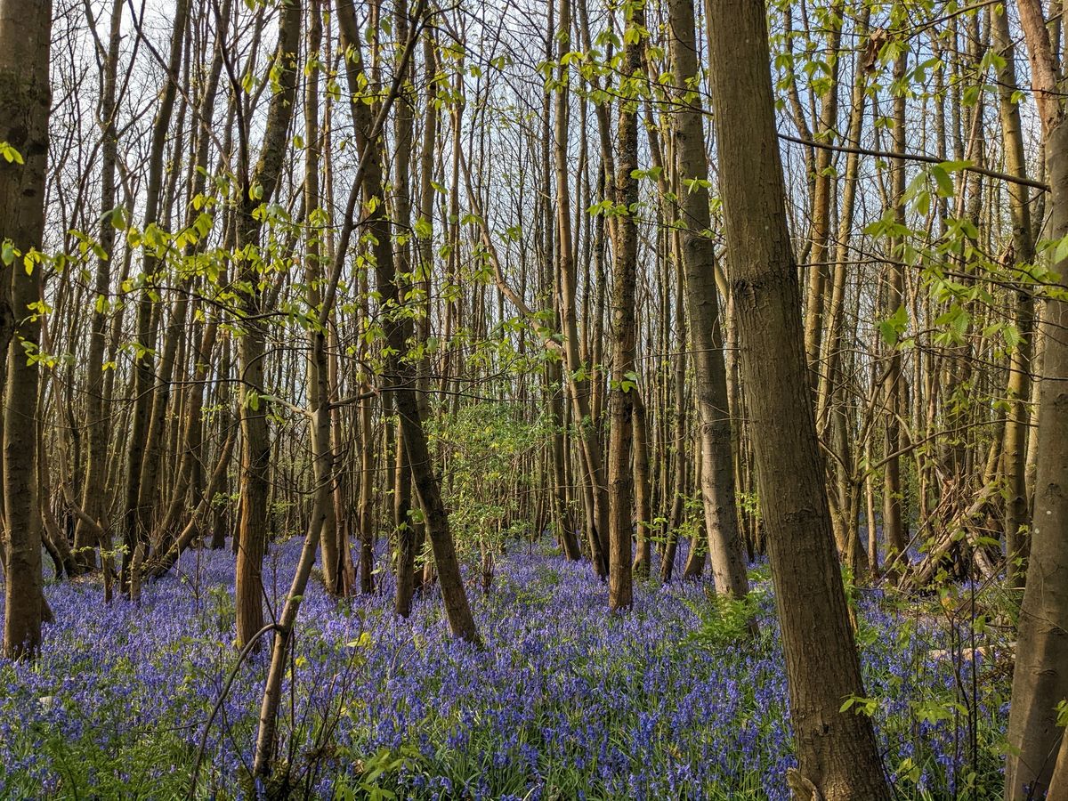 The Bluebell Festival