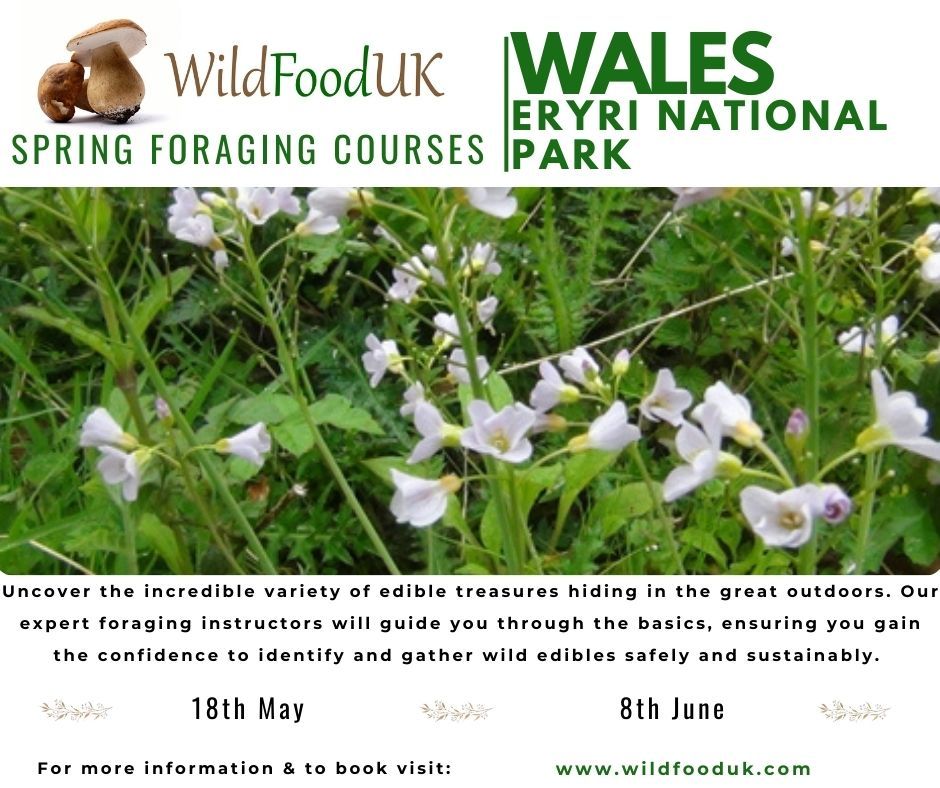 North Wales, Eryri (Snowdonia) National Park Spring Foraging Courses