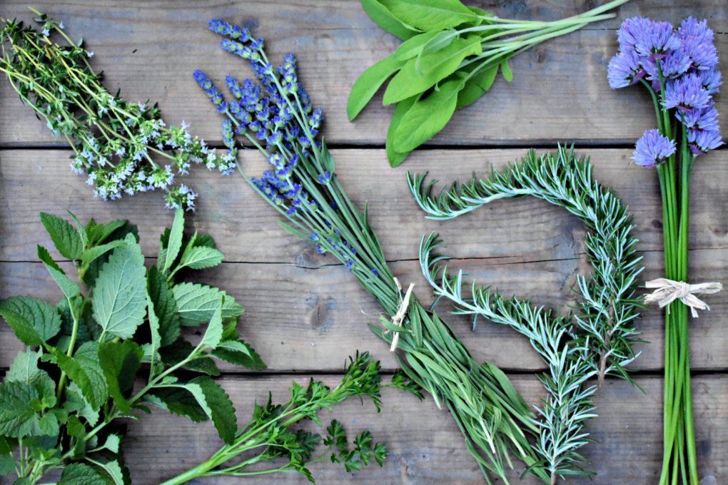 Medicinal Herbs in Your Kitchen, with Brett d'Arras