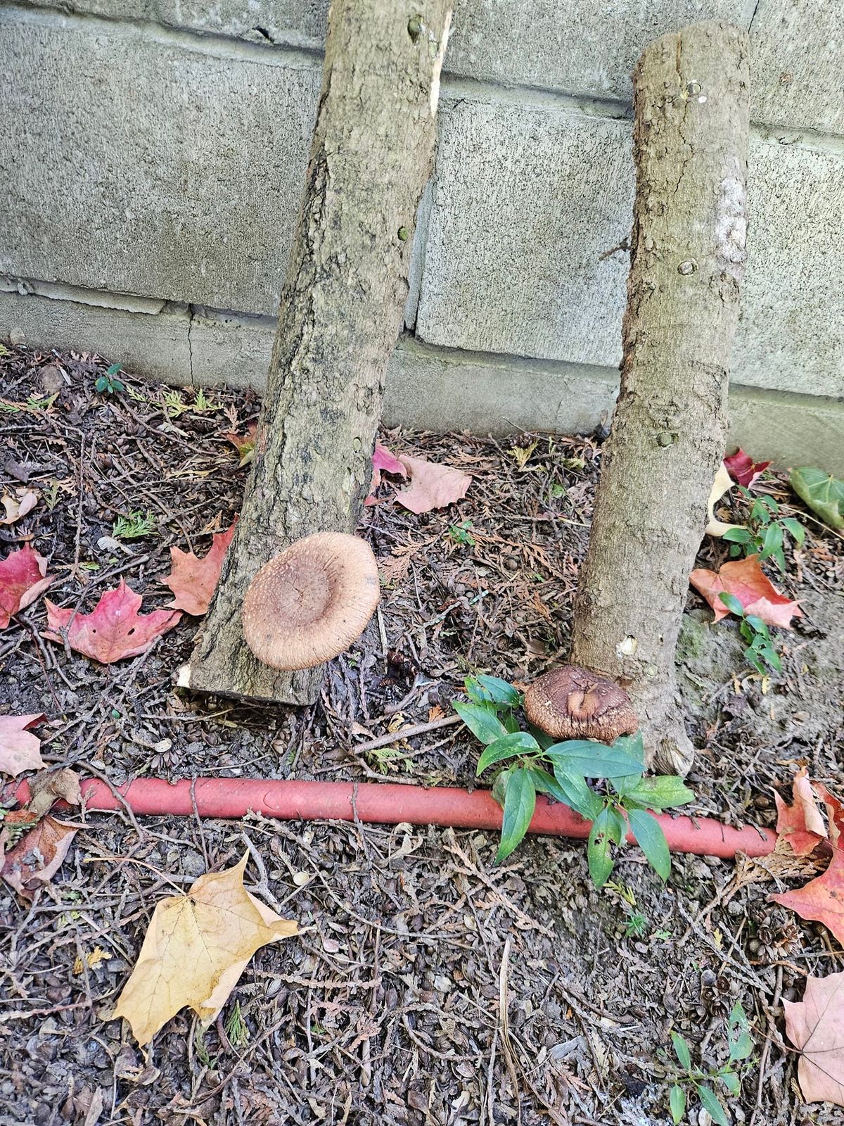 Mikee's Gourmet Mushies Mushroom Log Cultivation Class