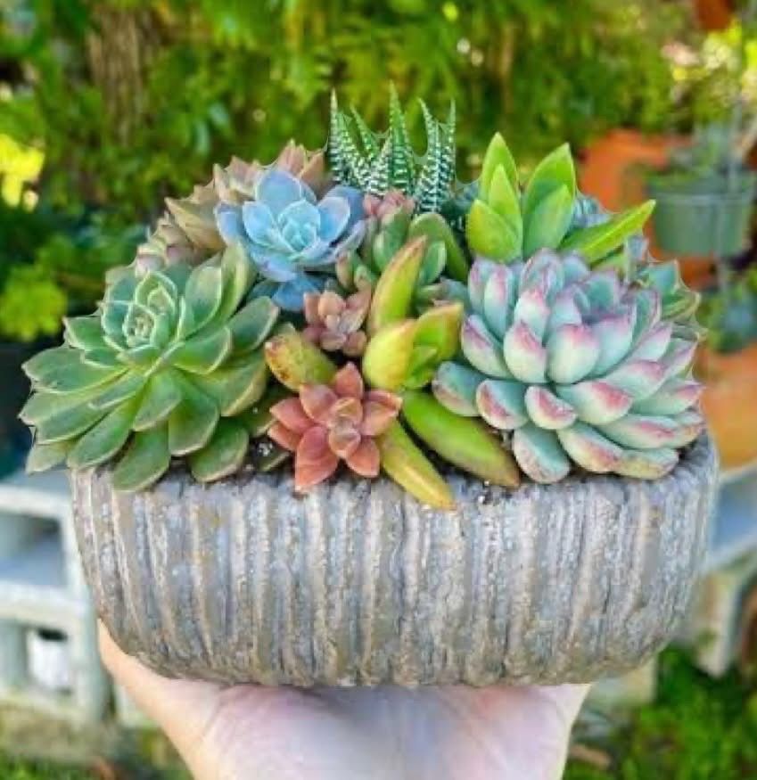 SUCCULENT ART CENTREPIECE 