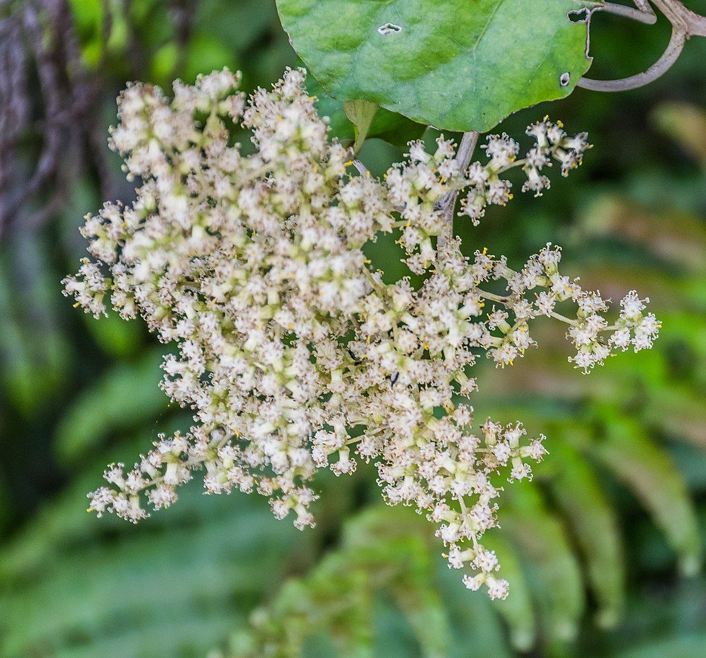 Working Bee | Paekawakawa Reserve