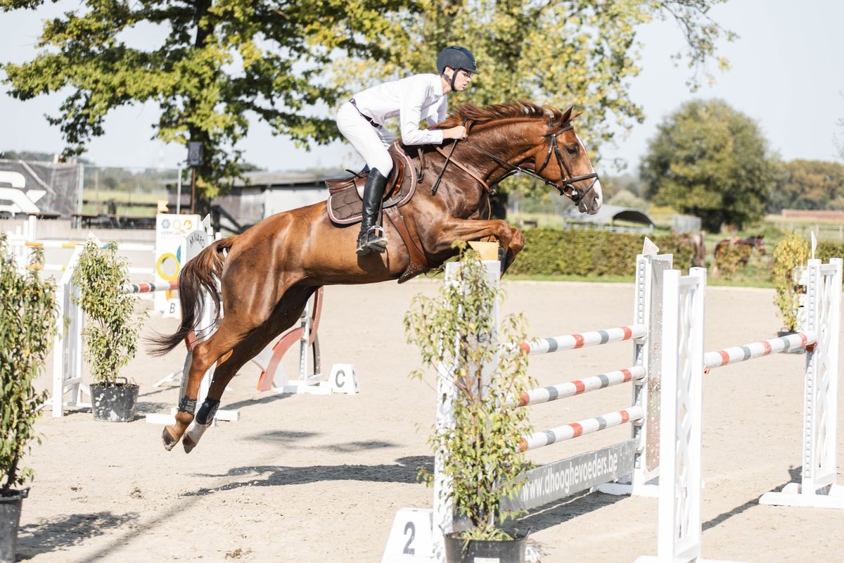 Oefenjumping voor pony's en paarden