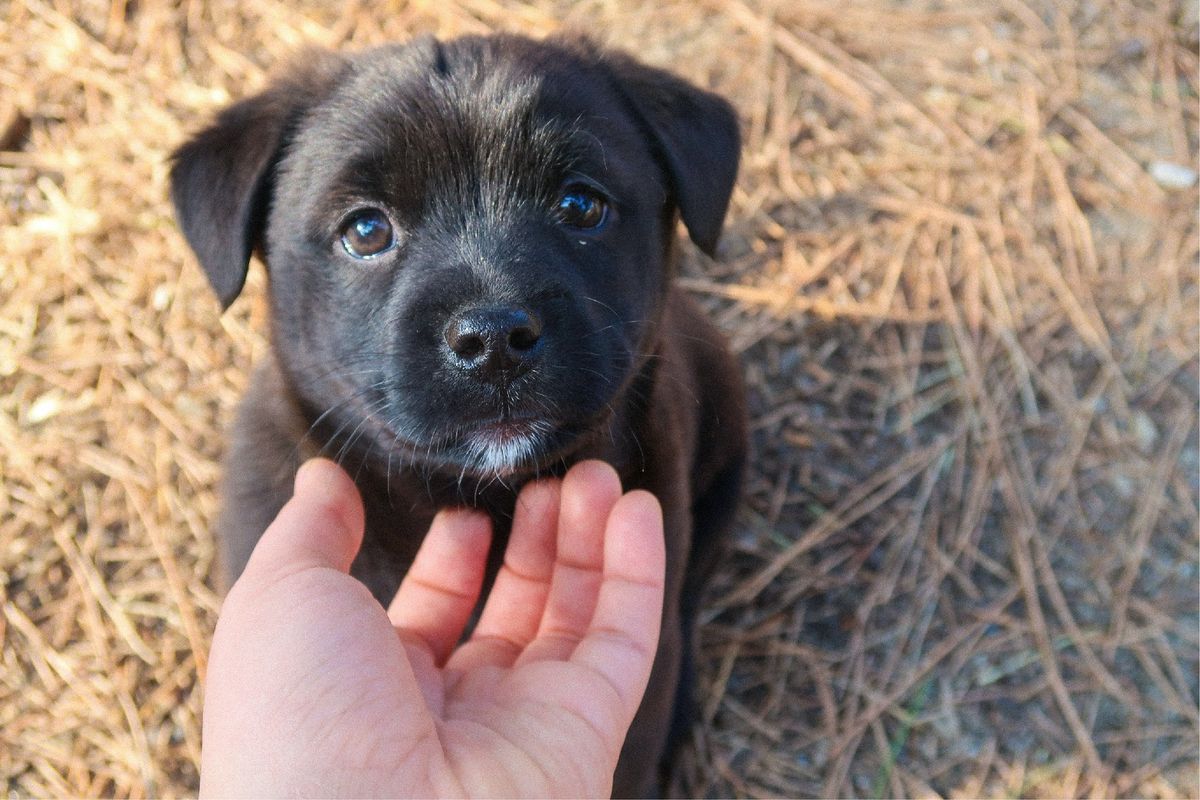 Adoption Event