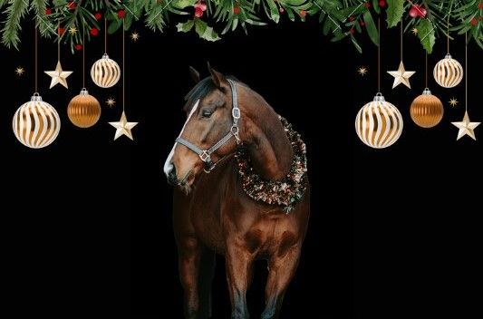 Christmas Horse Show