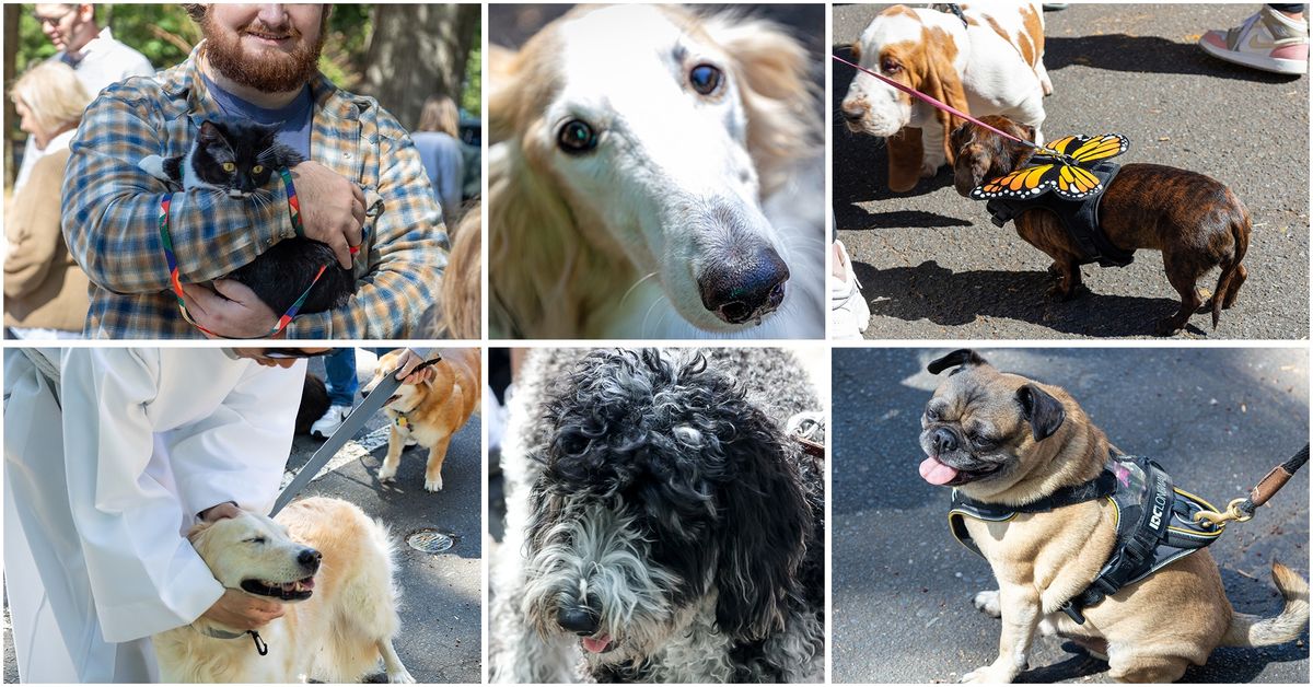 Blessing of the Animals