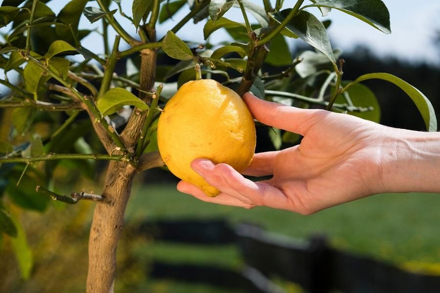 Fall Fruit Focus: Caring for Citrus and Avocado Trees