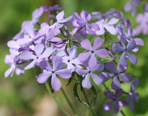 Wildflowers of Mirror Lake State Park - Amphitheater