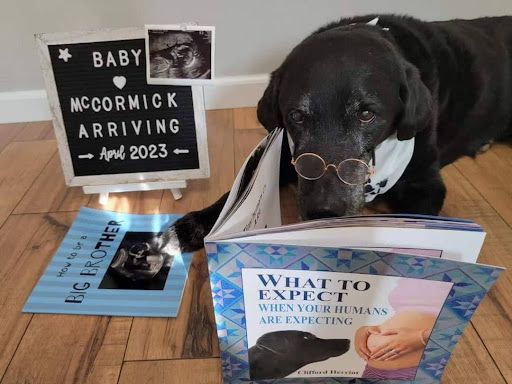 Pups, Pregnancy, & Beyond