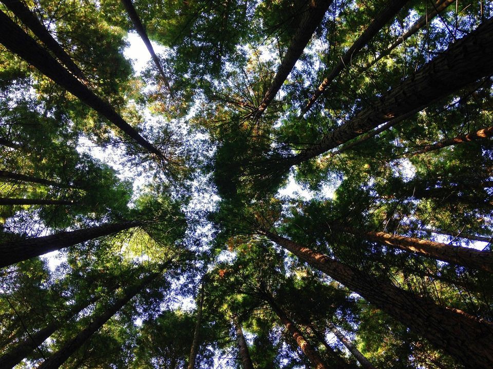 Shinrin Yoku (Forest Bathing)