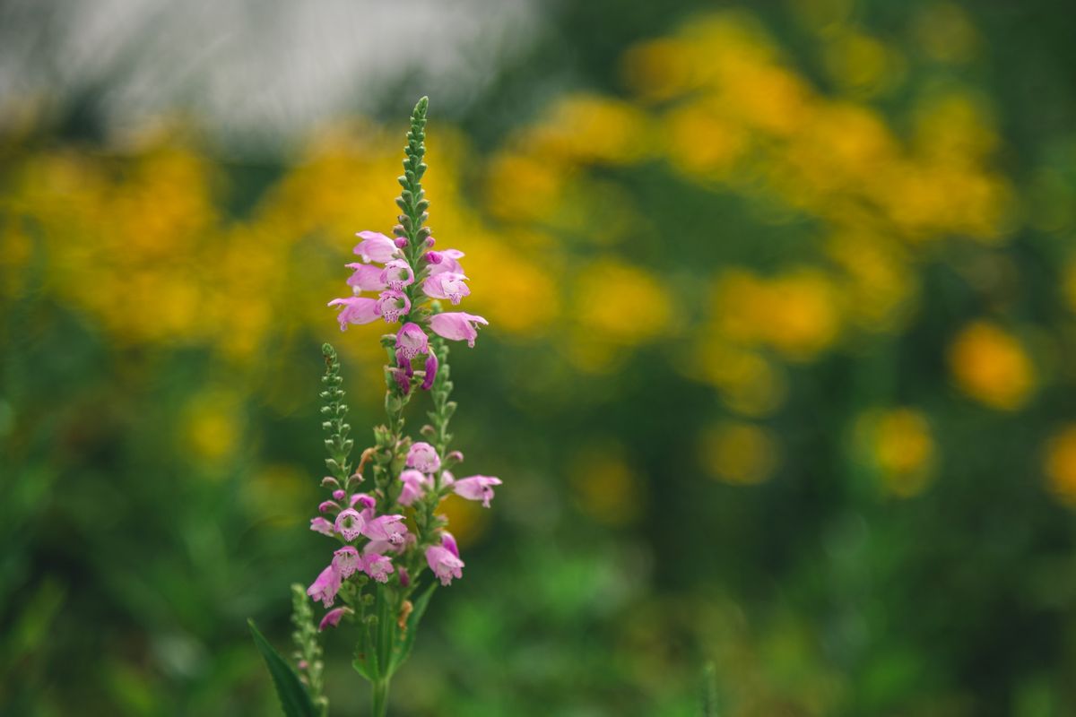 Wild Toledo Fall Plant Sale 