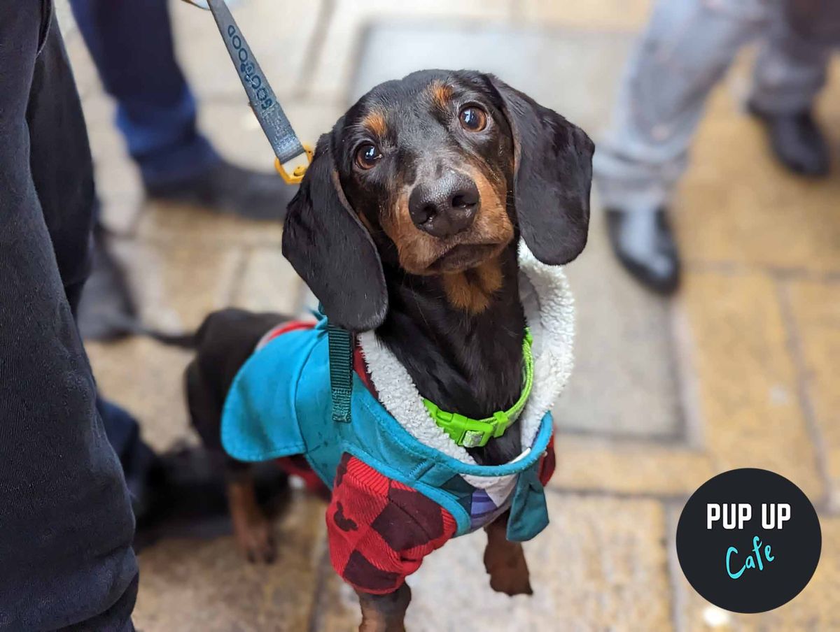 Cardiff - Dashing Dachshund Christmas Tour \ud83c\udf84