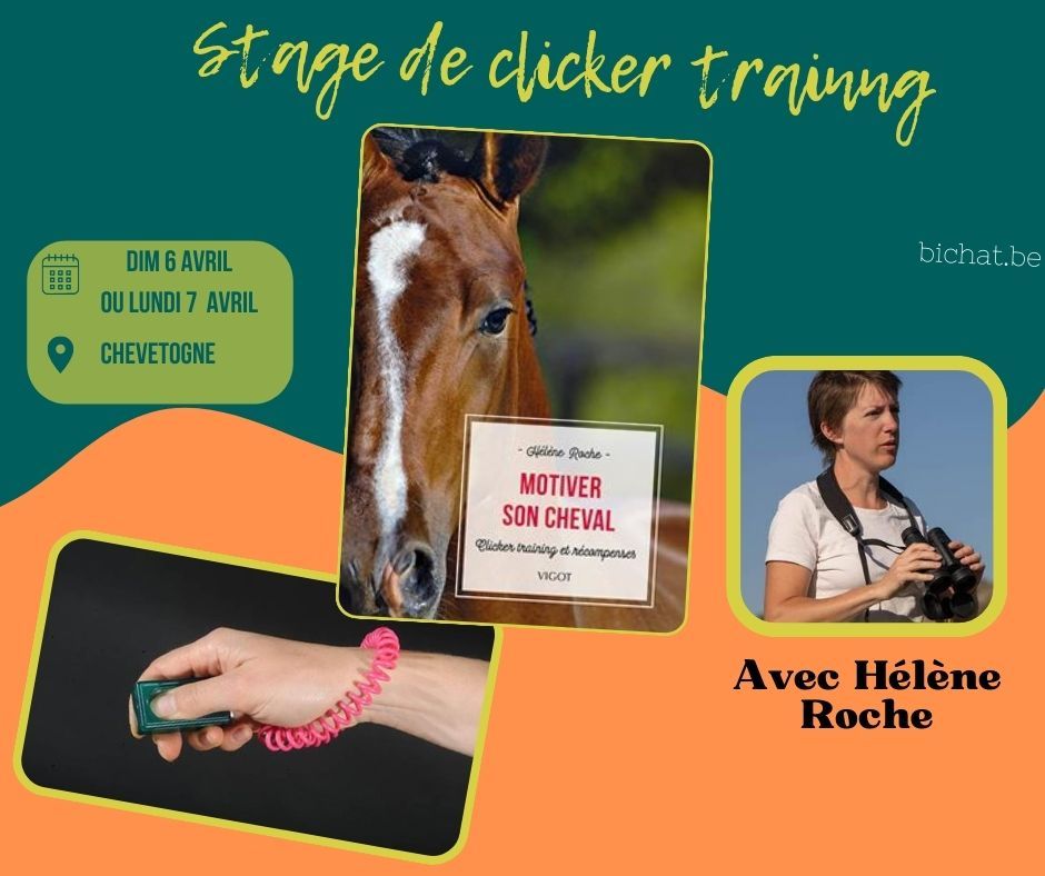 Stage de clicker training