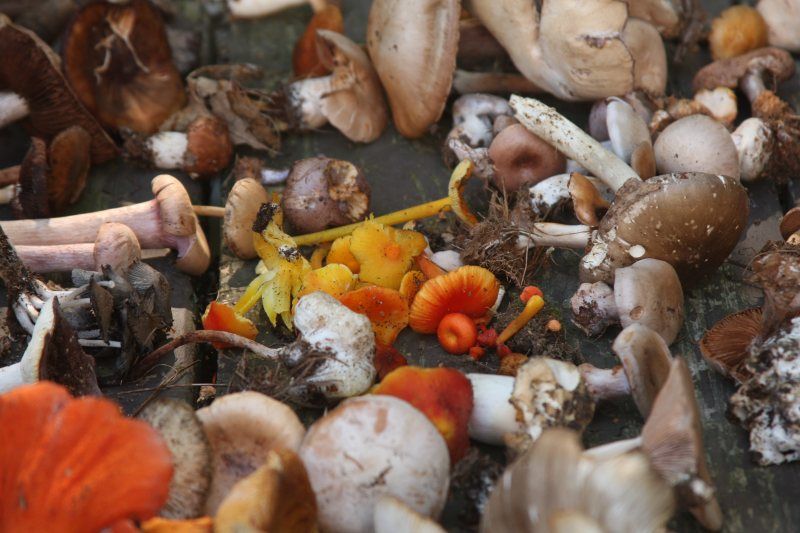 Mushroom Foraging Walk at Long Hill