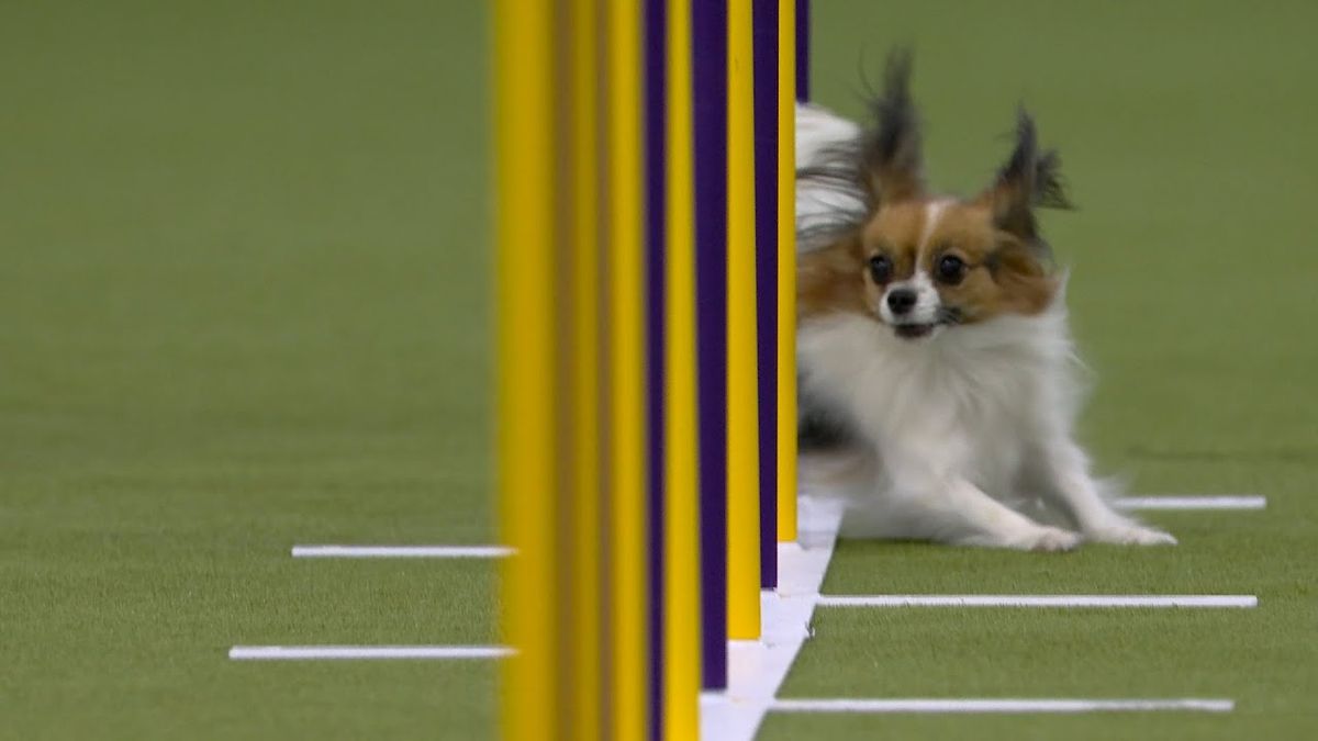 Westminster Kennel Club Dog Show - Masters Agility Finals at Jacob K. Javits Convention Center