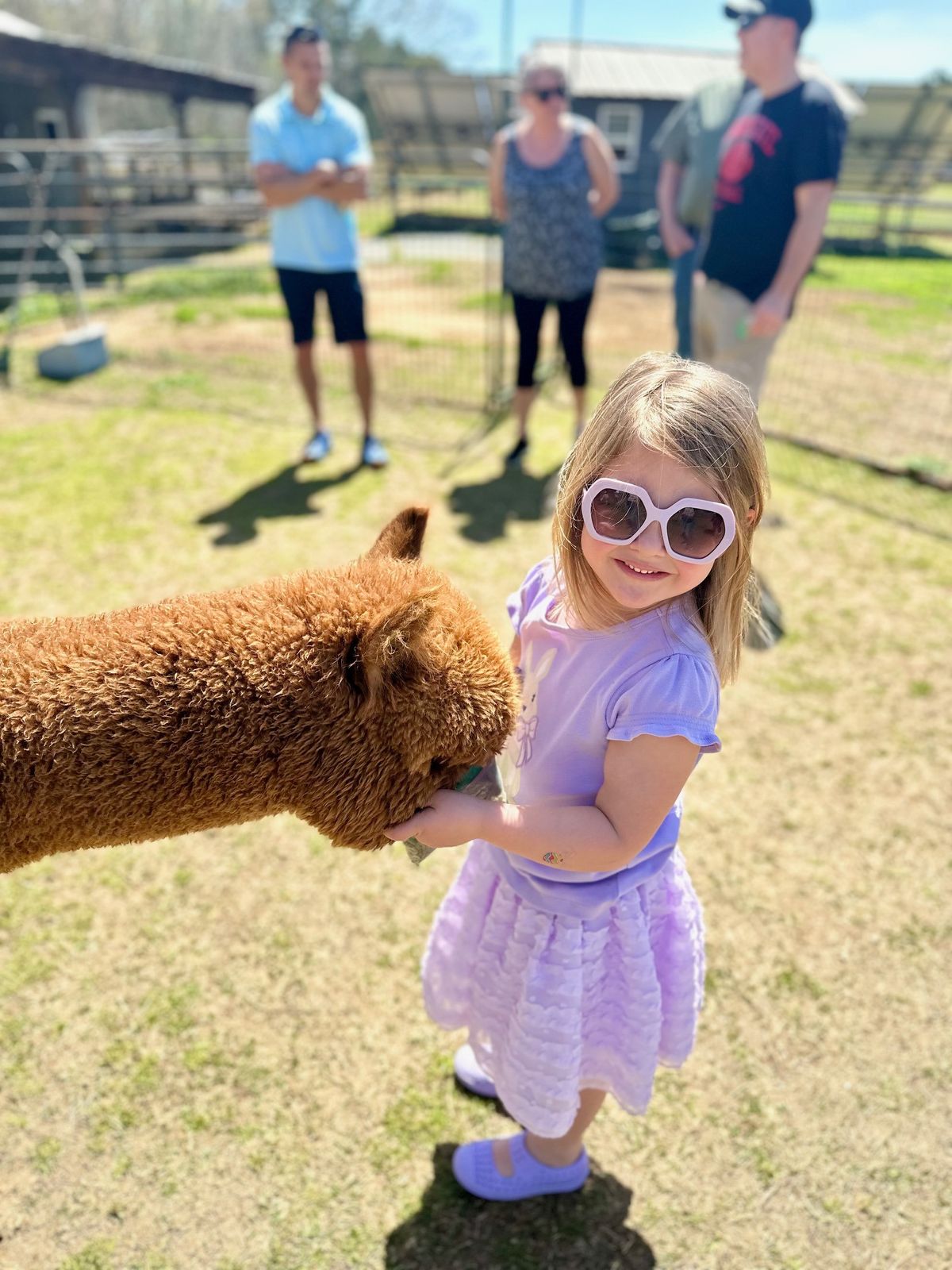 Farm Tour and Alpaca Interaction