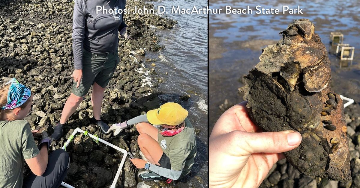 Oyster Garden creation with Environmental Committee