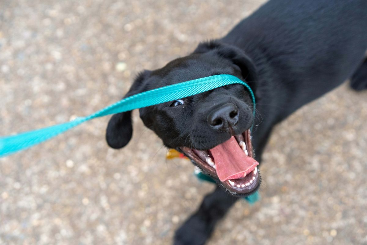 Life\u2019s Ruff\u2026 Go on a Hike!