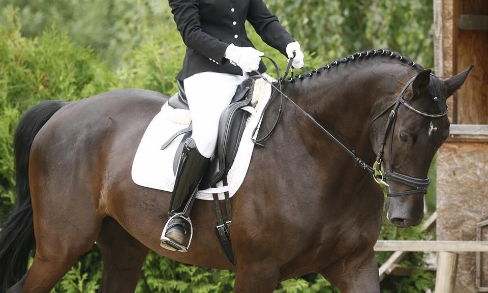 Unaffiliated Dressage Sunday 22 June